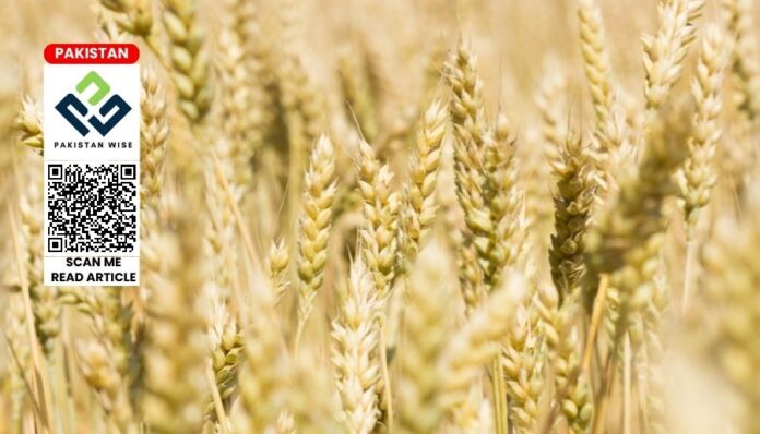 Wheat Prices Up Rs. 200Maund as Government Delays Announcement